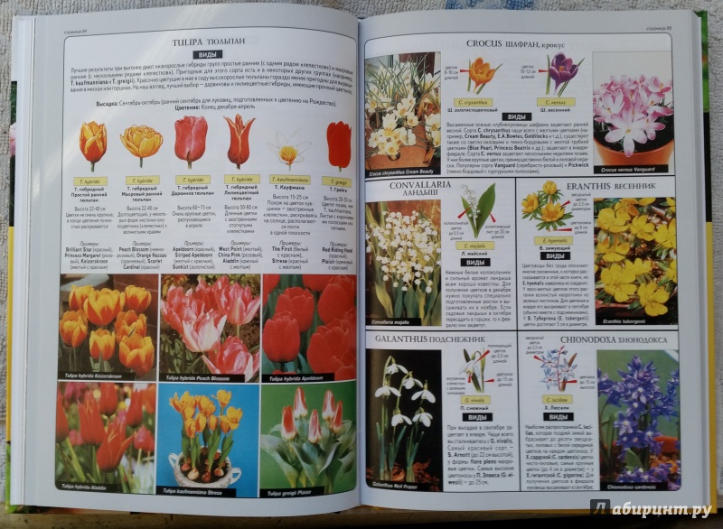 Иллюстрация 22 из 31 для Все о комнатных растениях - Дэвид Хессайон | Лабиринт - книги. Источник: pocket_tiger