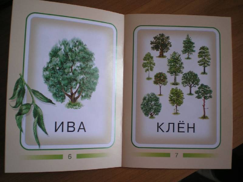 Иллюстрация 4 из 7 для Деревья | Лабиринт - книги. Источник: Тарасенко  Екатерина Сергеевна