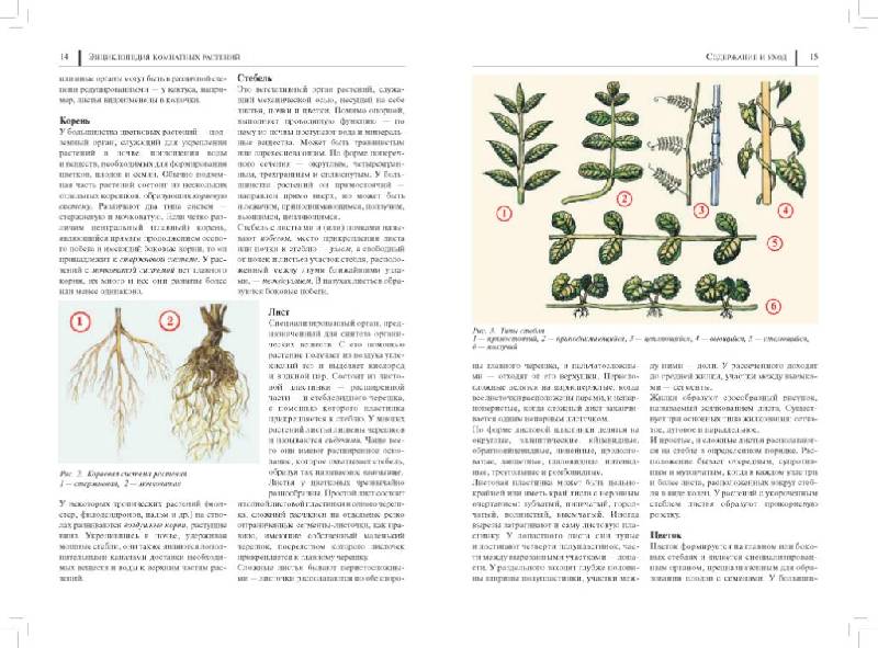 Иллюстрация 21 из 49 для Энциклопедия комнатных растений - Рак, Степура, Степура | Лабиринт - книги. Источник: Юта
