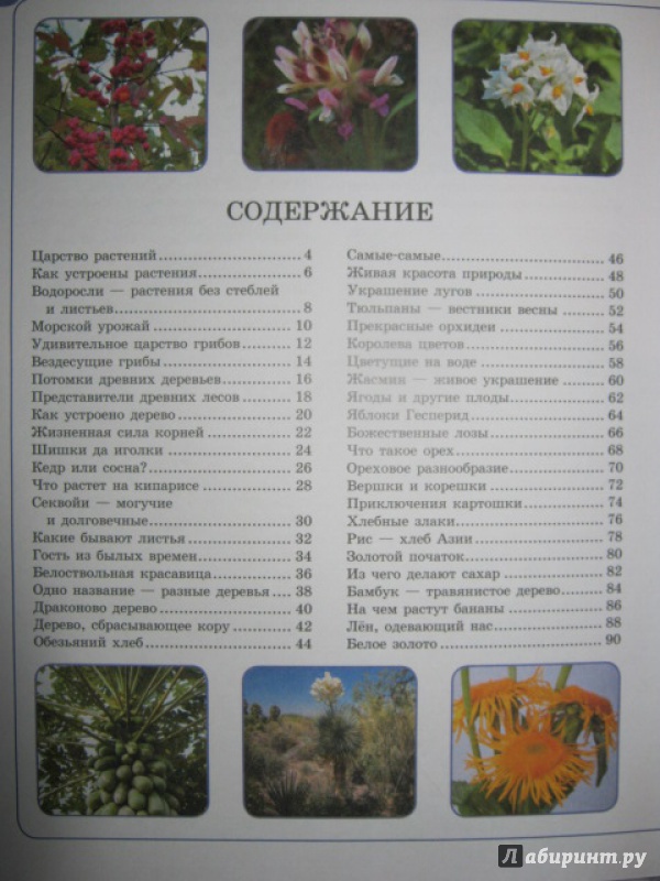 Иллюстрация 8 из 31 для Растения - Анна Спектор | Лабиринт - книги. Источник: Евгения39