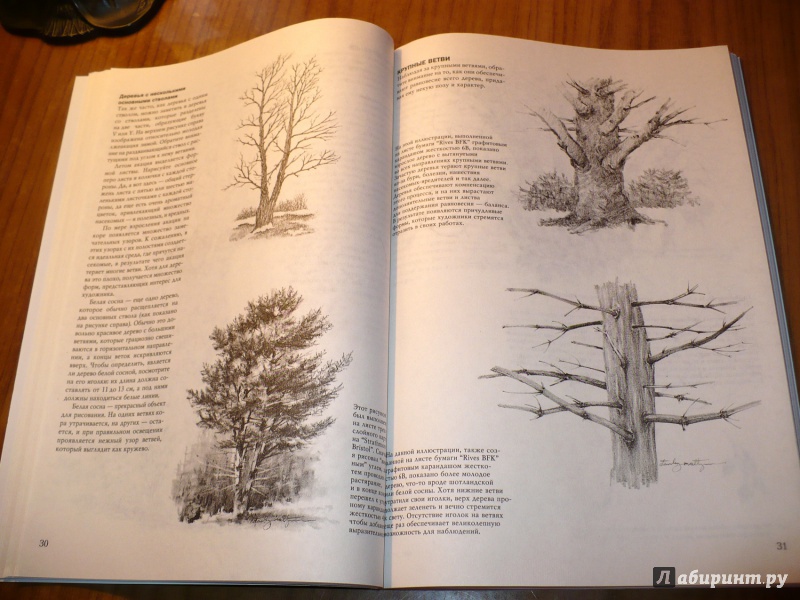 Иллюстрация 37 из 61 для Деревья - Стенли Молцмен | Лабиринт - книги. Источник: Голиков  Сергей Юрьевич