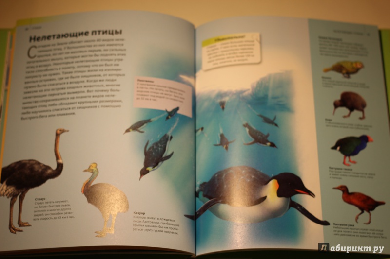 Иллюстрация 11 из 16 для Птицы | Лабиринт - книги. Источник: AL980