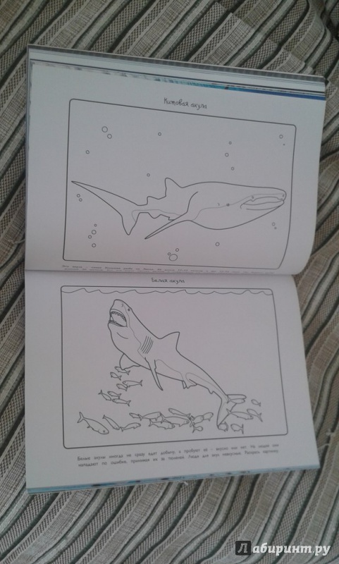 Иллюстрация 20 из 22 для Акулы - Эмма Сэл | Лабиринт - книги. Источник: Соколенко  Света