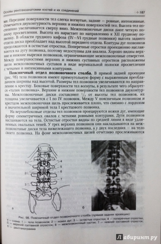 Иллюстрация 11 из 16 для Нормальная анатомия человека. Учебник для медицинских вузов. В 2-х томах - Иван Гайворонский | Лабиринт - книги. Источник: olegiv