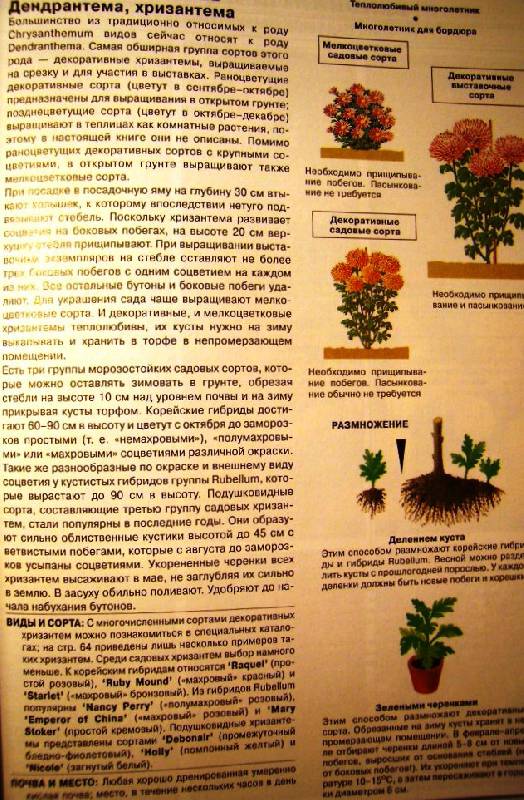 Иллюстрация 9 из 22 для Все о цветах в вашем саду - Дэвид Хессайон | Лабиринт - книги. Источник: Алёнка