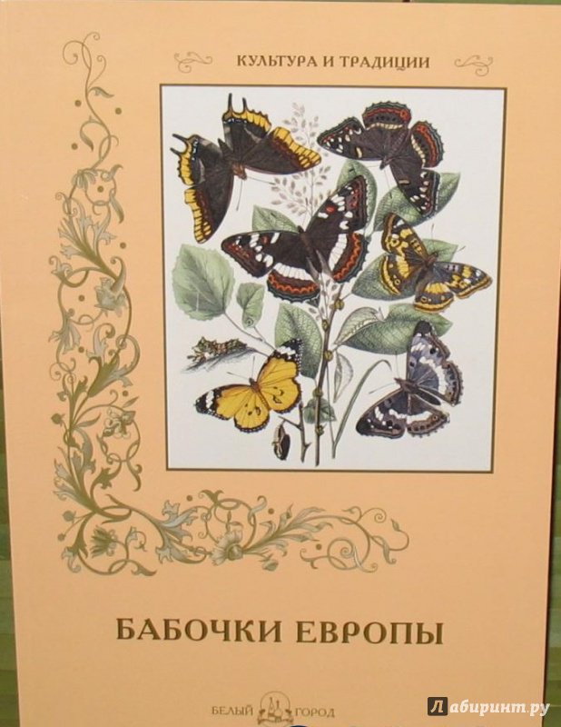 Иллюстрация 11 из 15 для Бабочки Европы | Лабиринт - книги. Источник: Алекс