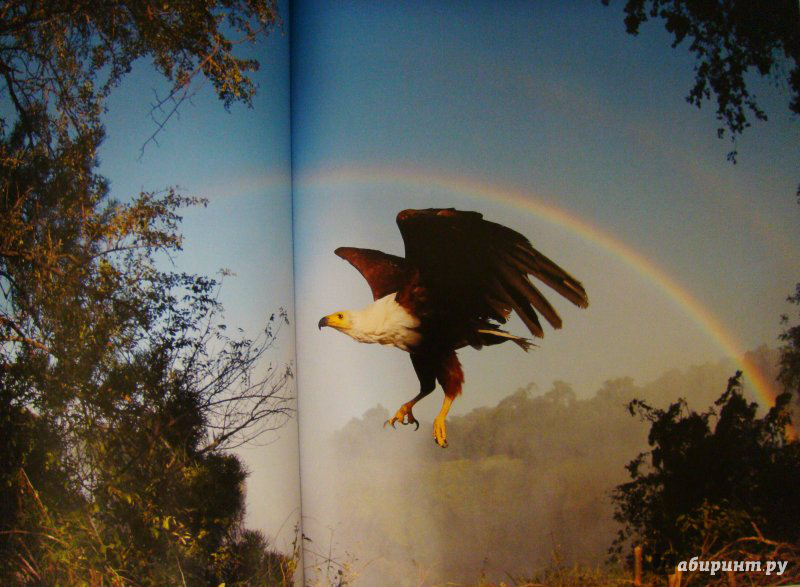 Иллюстрация 14 из 45 для Мир с высоты птичьего полета - Джон Доунер | Лабиринт - книги. Источник: very_nadegata