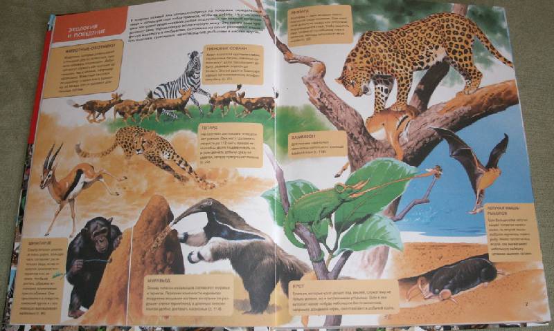 Иллюстрация 14 из 20 для 1500 самых удивительных животных. Животные всего мира от больших до маленьких | Лабиринт - книги. Источник: Ёжик