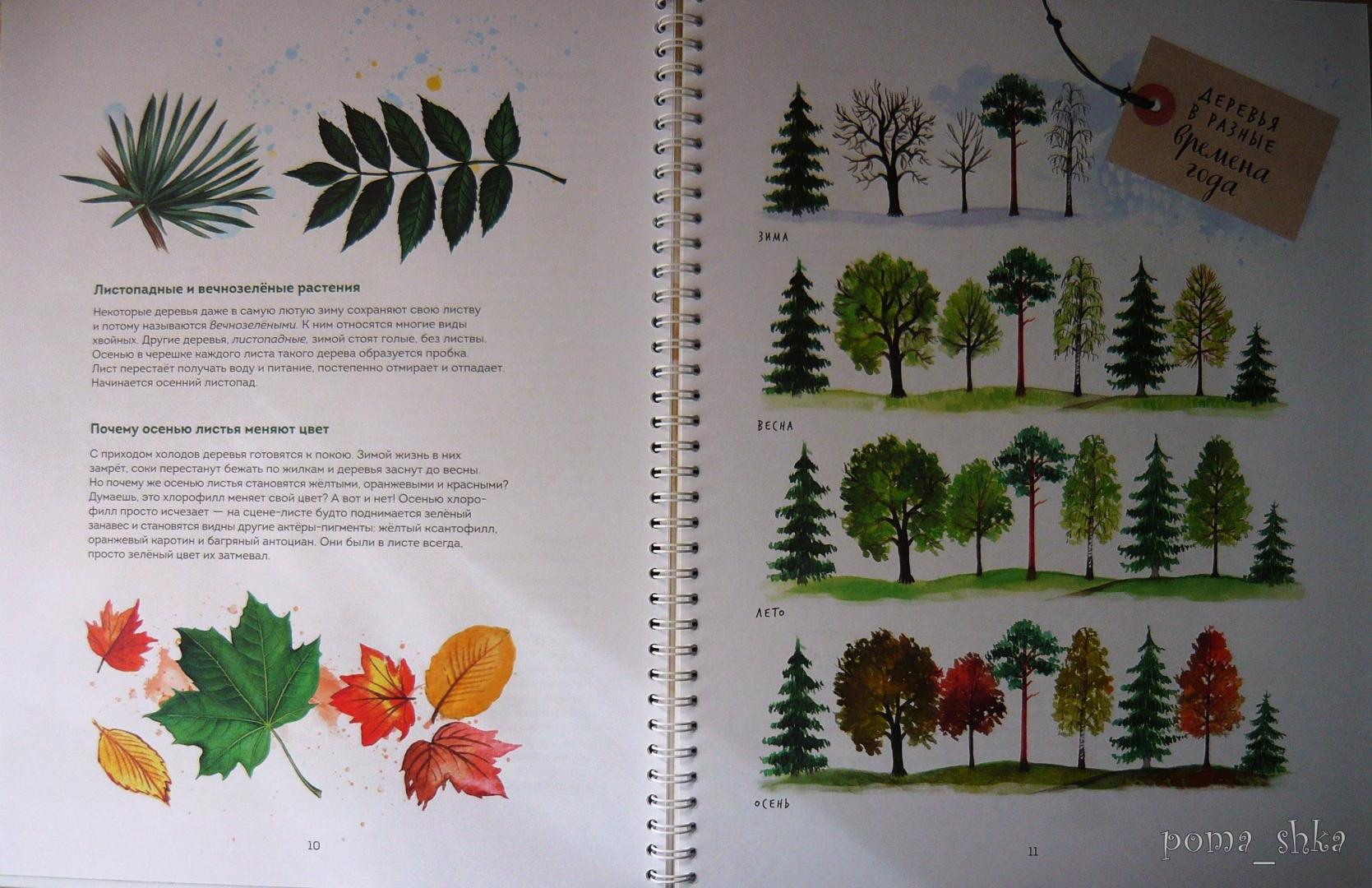 Иллюстрация 73 из 126 для Мой гербарий. Листья деревьев - Анна Васильева | Лабиринт - книги. Источник: Ромашка:-)