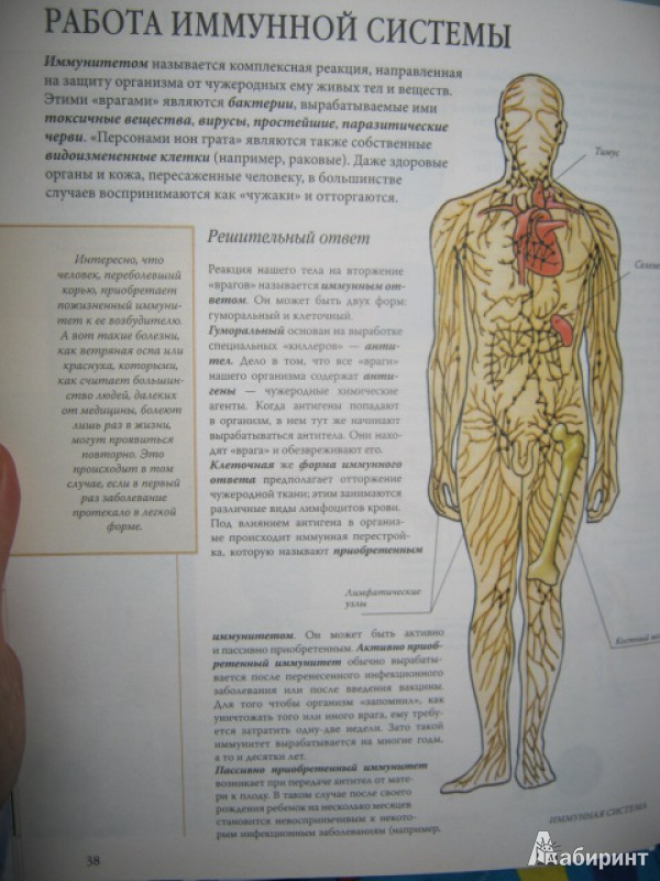 Иллюстрация 8 из 14 для Анатомия и физиология человека - Яна Батий | Лабиринт - книги. Источник: Евгения39