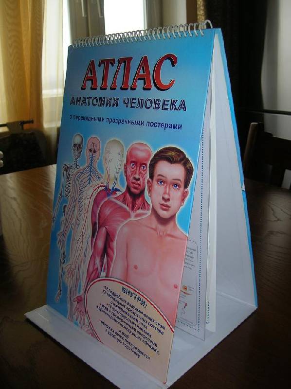 Иллюстрация 10 из 14 для Атлас анатомии человека с перекидными прозрачными постерами (малый) - Ганьон, Мерсеро | Лабиринт - книги. Источник: Лимпопо