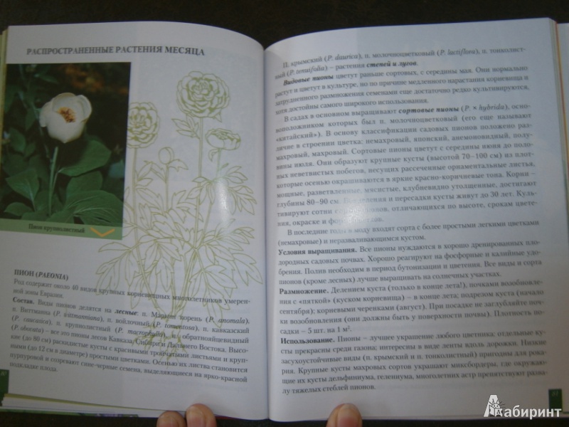 Иллюстрация 9 из 15 для Год цветовода от профессора Р.А. Карписоновой - Римма Карписонова | Лабиринт - книги. Источник: askadi