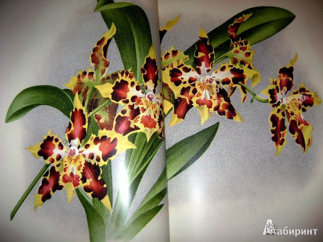 Иллюстрация 16 из 38 для Орхидеи. Линдения - иконография орхидей | Лабиринт - книги. Источник: Lunna