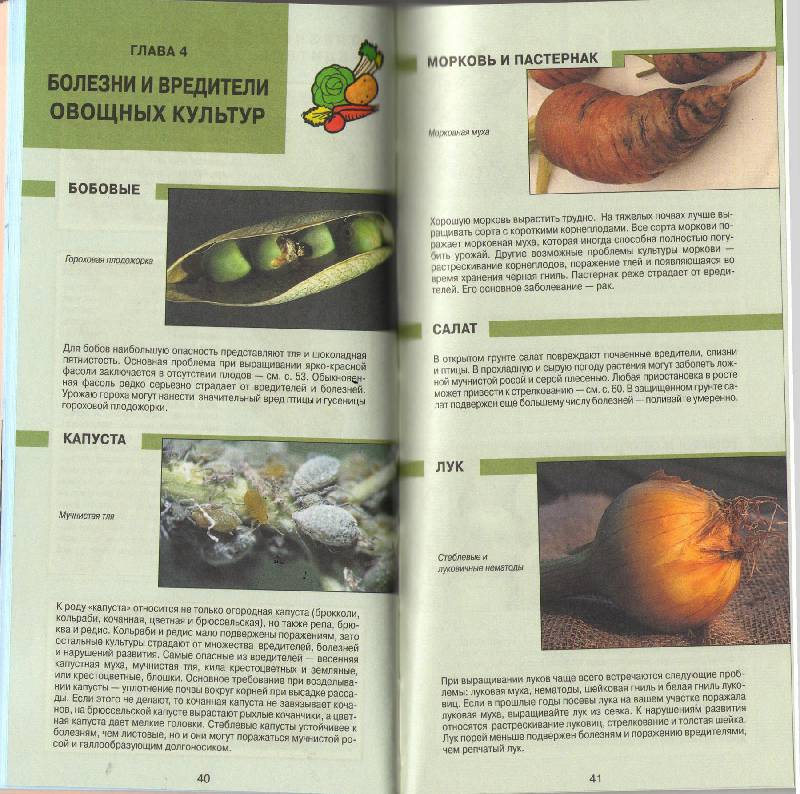 Иллюстрация 18 из 27 для Все о болезнях и вредителях растений - Дэвид Хессайон | Лабиринт - книги. Источник: zingara