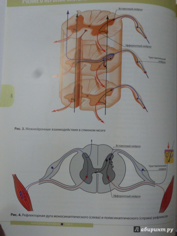 Иллюстрация 8 из 26 для Анатомия человека. Учебник в 3-х томах. Том 3. Нервная система. Органы чувств - Ничипорук, Колесников, Гайворонский | Лабиринт - книги. Источник: Салус