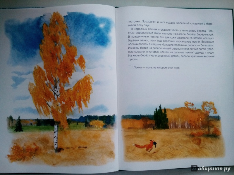 Иллюстрация 33 из 49 для Русский лес - Иван Соколов-Микитов | Лабиринт - книги. Источник: Klementinchen