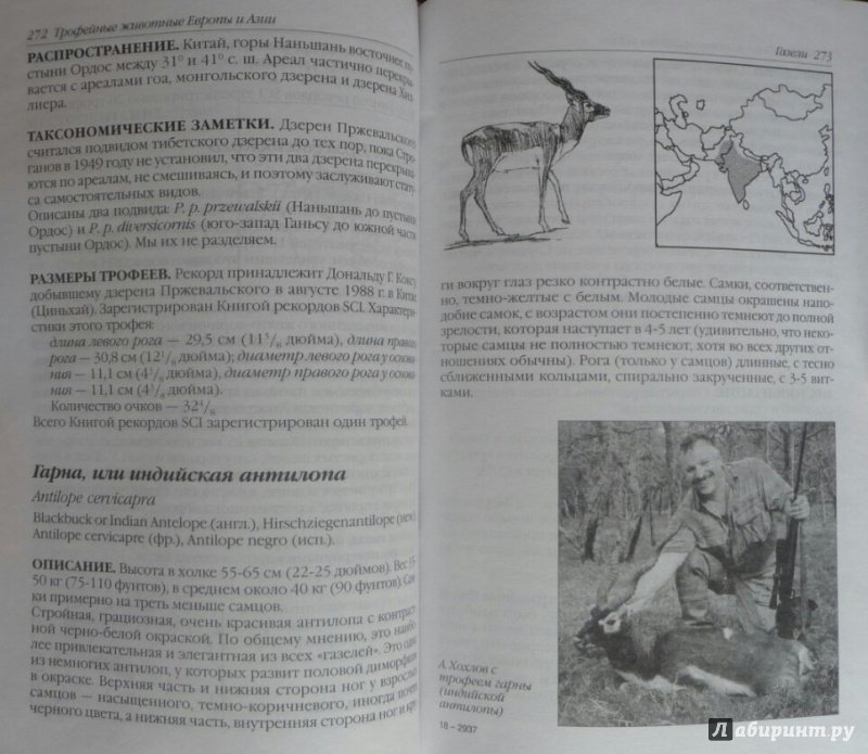 Иллюстрация 21 из 23 для Охотничьи (трофейные) животные Европы и Азии. Справочник для охотников | Лабиринт - книги. Источник: SiB