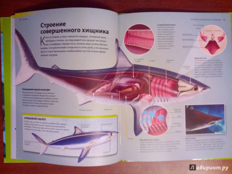 Иллюстрация 13 из 19 для Акулы | Лабиринт - книги. Источник: Живилова  Юлия