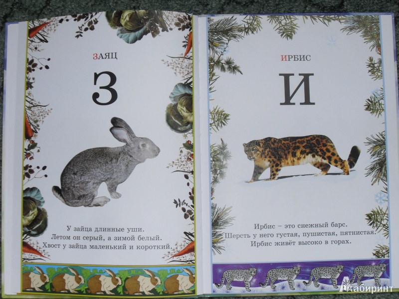 Иллюстрация 9 из 34 для Иллюстрированная азбука животного мира | Лабиринт - книги. Источник: zhukova_vika