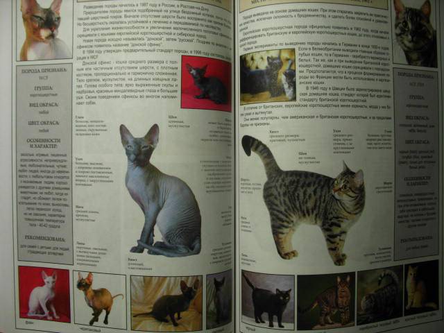 Иллюстрация 15 из 39 для Все о породах кошек - Джульетта Мей | Лабиринт - книги. Источник: kolobus