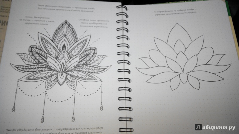 Иллюстрация 15 из 56 для Sketchbook. Рисуем цветы. Визуальный экспресс-курс  рисования - Пименова, Осипов | Лабиринт -