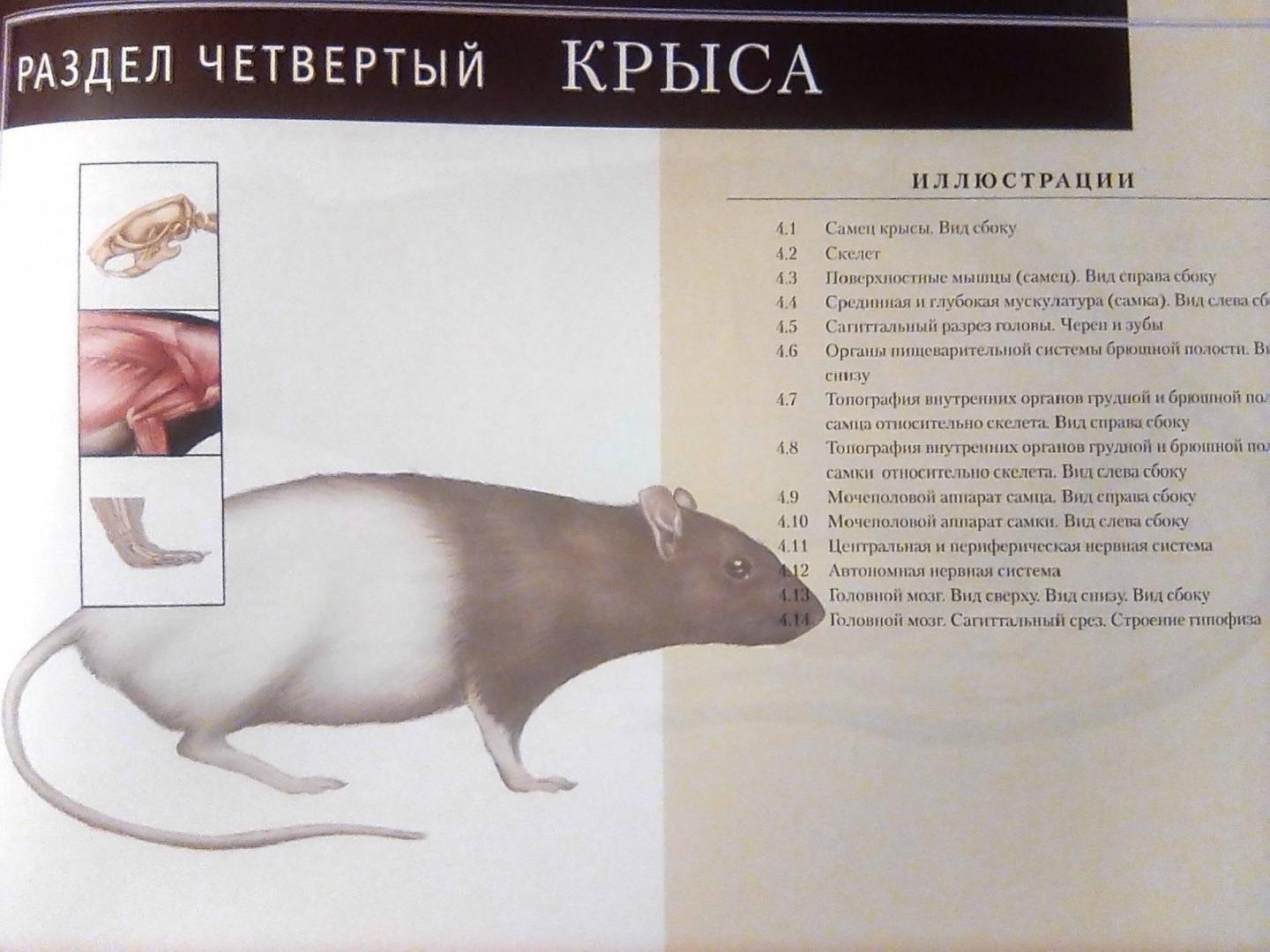 Иллюстрация 8 из 15 для Атлас анатомии мелких домашних животных - Маккракен, Кайнер | Лабиринт - книги. Источник: Irina