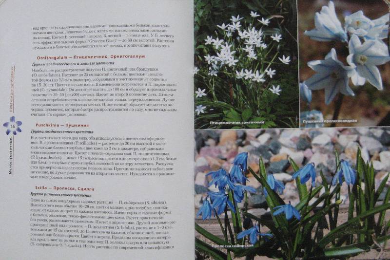 Иллюстрация 9 из 10 для Крокусы, нарциссы и другие мелколуковичные цветы - Юлия Попова | Лабиринт - книги. Источник: Флоренция