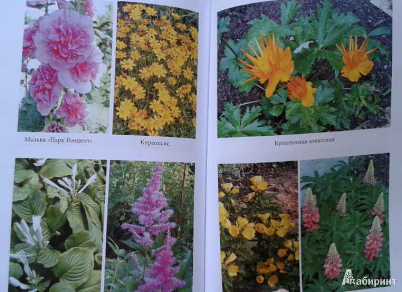 Иллюстрация 3 из 10 для Выращиваем многолетние цветы - Любовь Мовсесян | Лабиринт - книги. Источник: Недопекина  Евгения