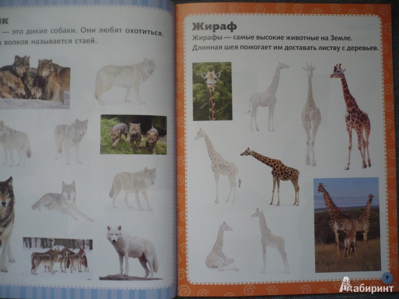 Иллюстрация 5 из 44 для Дикие животные. Наклеивай и учись | Лабиринт - книги. Источник: angela_kvitka