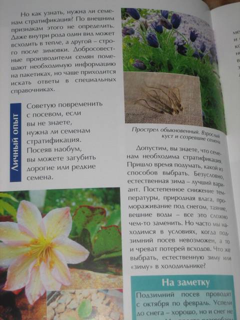 Иллюстрация 2 из 11 для Все цветы из семян - легко и просто - Ольга Бондарева | Лабиринт - книги. Источник: МЕГ
