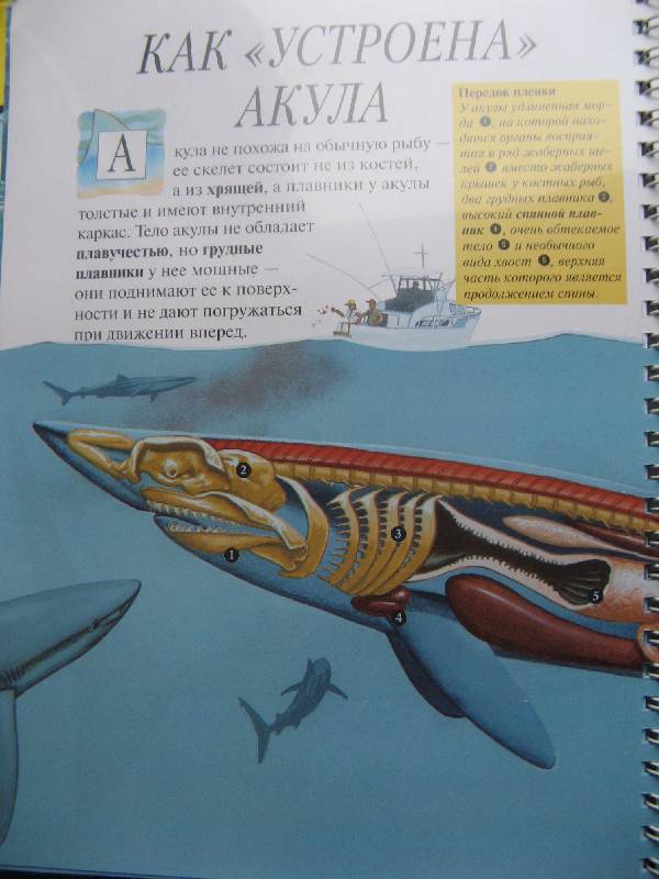 Иллюстрация 23 из 24 для Акулы - Джон Вудвард | Лабиринт - книги. Источник: Ольга
