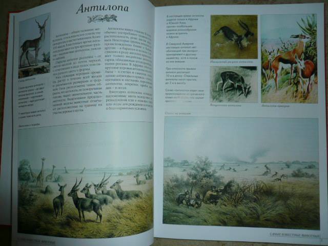 Иллюстрация 16 из 23 для 50. Самые известные животные | Лабиринт - книги. Источник: Nadezhda_S