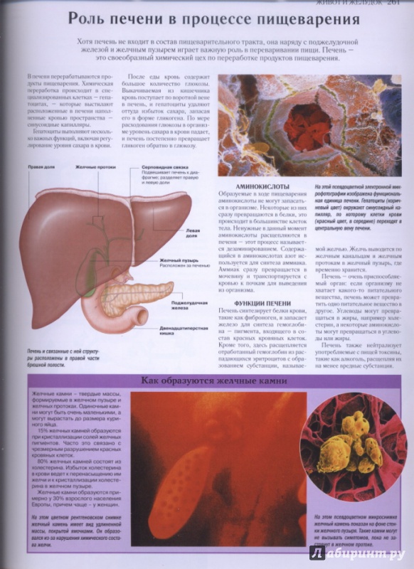 Иллюстрация 19 из 27 для Самый полный атлас по анатомии и физиологии | Лабиринт - книги. Источник: lidiya15
