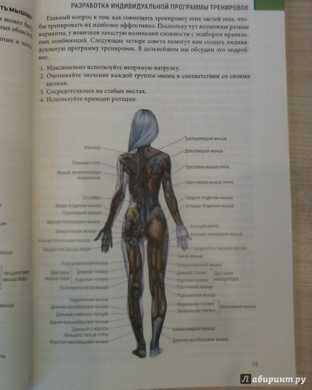 Иллюстрация 48 из 85 для Анатомия силовых тренировок для женщин - Делавье, Гандил | Лабиринт - книги. Источник: Вам письмо