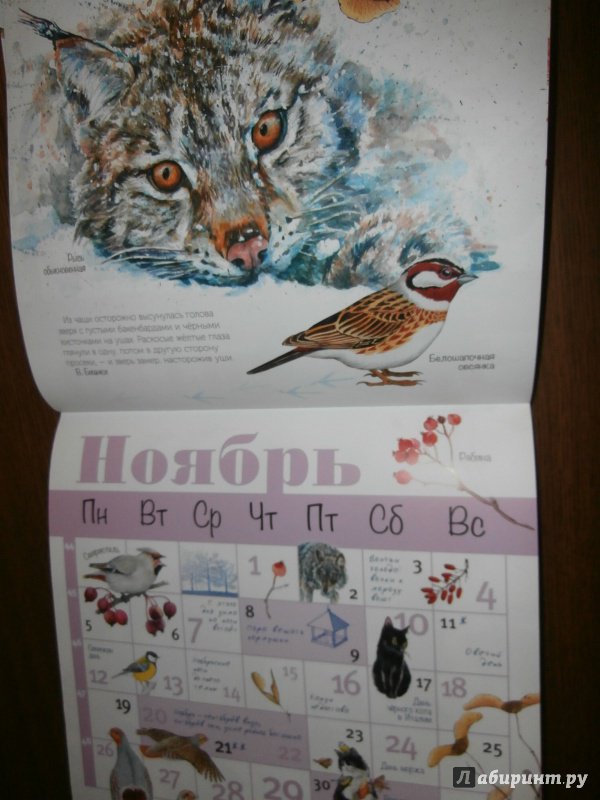 Иллюстрация 17 из 24 для Календарь Живой природы на 2018 год | Лабиринт - сувениры. Источник: Tiger.