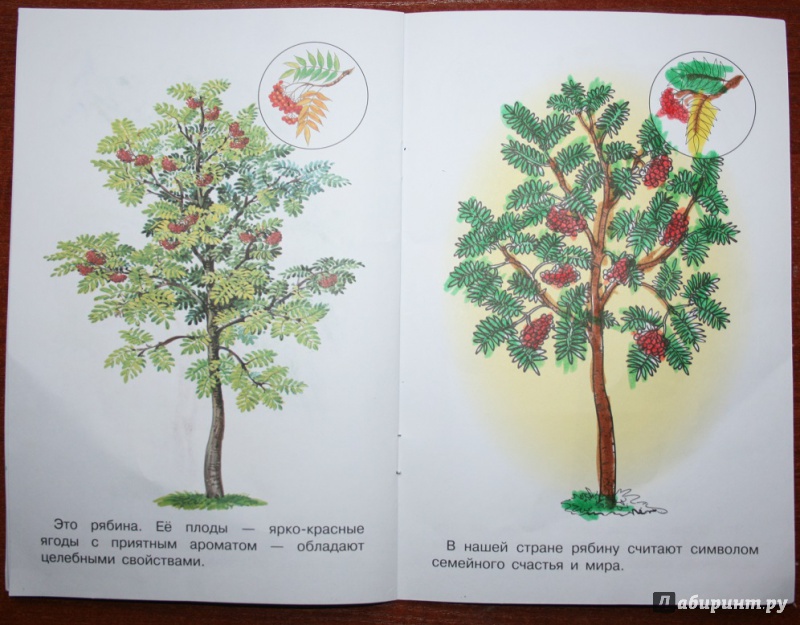 Иллюстрация 19 из 21 для Раскраска. Раскрашиваем и учимся. Деревья | Лабиринт - книги. Источник: Рудис  Александра