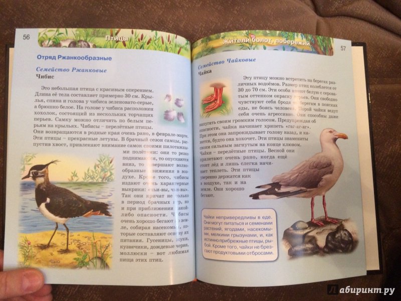 Иллюстрация 61 из 61 для Птицы | Лабиринт - книги. Источник: Лабиринт