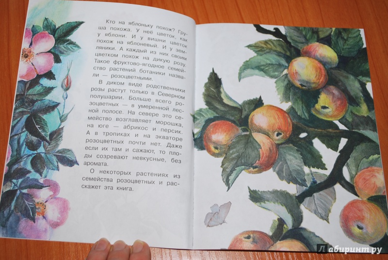 Иллюстрация 6 из 20 для Кто на яблоньку похож? - Алексей Смирнов | Лабиринт - книги. Источник: Нади
