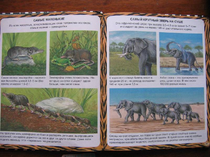 Иллюстрация 22 из 24 для Животные-рекордсмены - Эмили Бомон | Лабиринт - книги. Источник: Крошка Сью