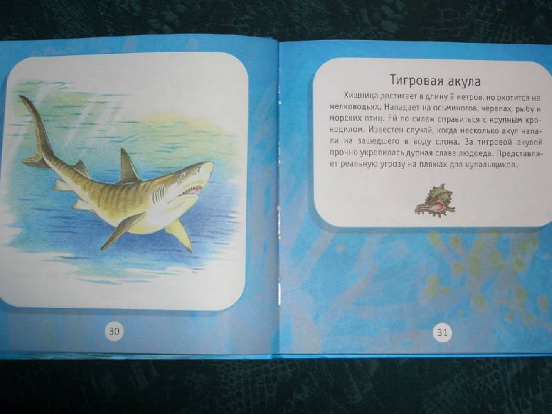 Иллюстрация 4 из 18 для Про моря и океаны. Моя первая книга о животных - Александр Тихонов | Лабиринт - книги. Источник: sher