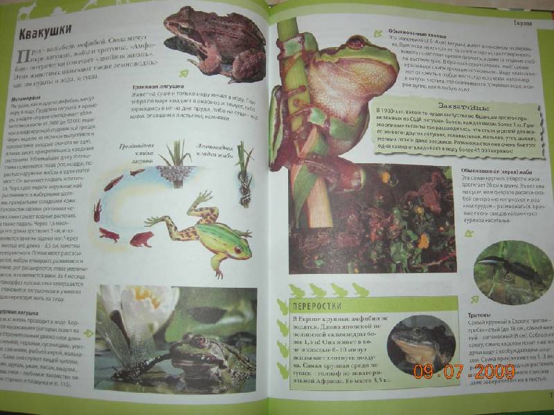 Иллюстрация 47 из 57 для Животные планеты - Кристин Лазье | Лабиринт - книги. Источник: Соловей