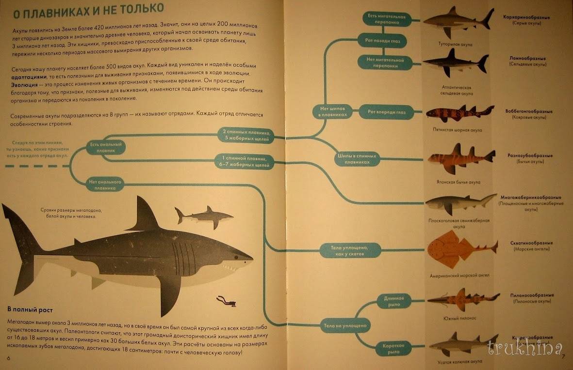 Иллюстрация 37 из 48 для Без ума от акул - Оуэн Дэйви | Лабиринт - книги. Источник: Трухина Ирина