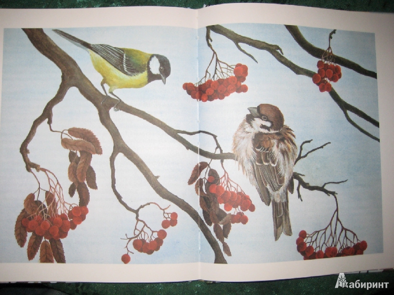 Иллюстрация 14 из 49 для Лесные разведчики - Виталий Бианки | Лабиринт - книги. Источник: Макарова  Елена