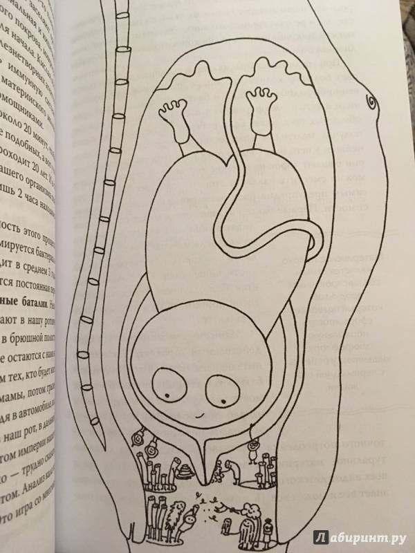 Иллюстрация 115 из 186 для Очаровательный кишечник. Как самый могущественный орган управляет нами - Джулия Эндерс | Лабиринт - книги. Источник: Лабиринт