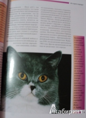 Иллюстрация 6 из 9 для Британская короткошерстная кошка. Содержание и уход - Доминик Кизельбах | Лабиринт - книги. Источник: Марика909