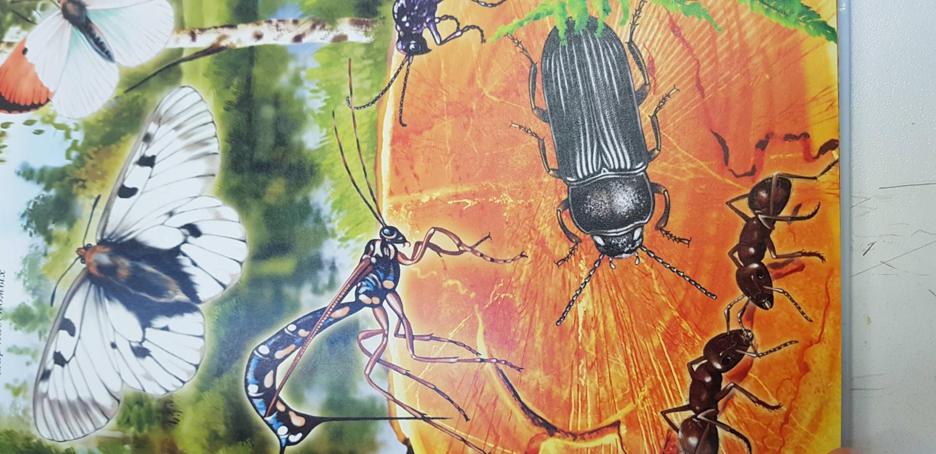 Иллюстрация 39 из 40 для Жуки и другие удивительные насекомые - Сергей Афонькин | Лабиринт - книги. Источник: Marimora
