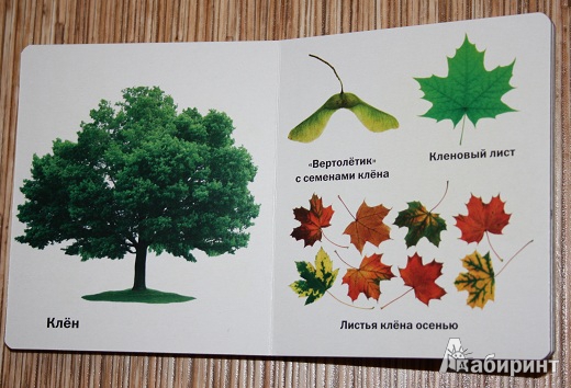 Иллюстрация 9 из 14 для Такие разные деревья - Aurelio Alfonso | Лабиринт - книги. Источник: КНИЖНОЕ ДЕТСТВО