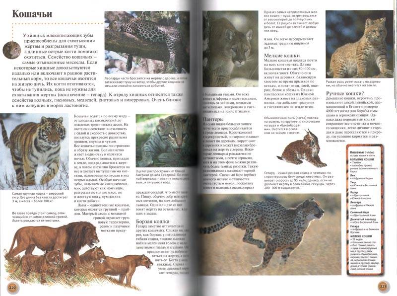 Иллюстрация 20 из 25 для Энциклопедия животные. От Амебы до Шимпанзе - Уолтерс, Джонсон | Лабиринт - книги. Источник: Nefa