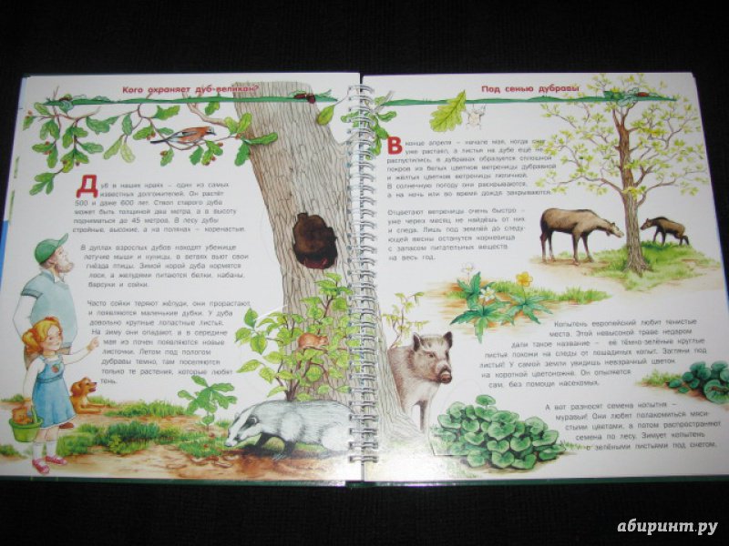 Иллюстрация 24 из 41 для Растения - Татьяна Елумеева | Лабиринт - книги. Источник: Nemertona