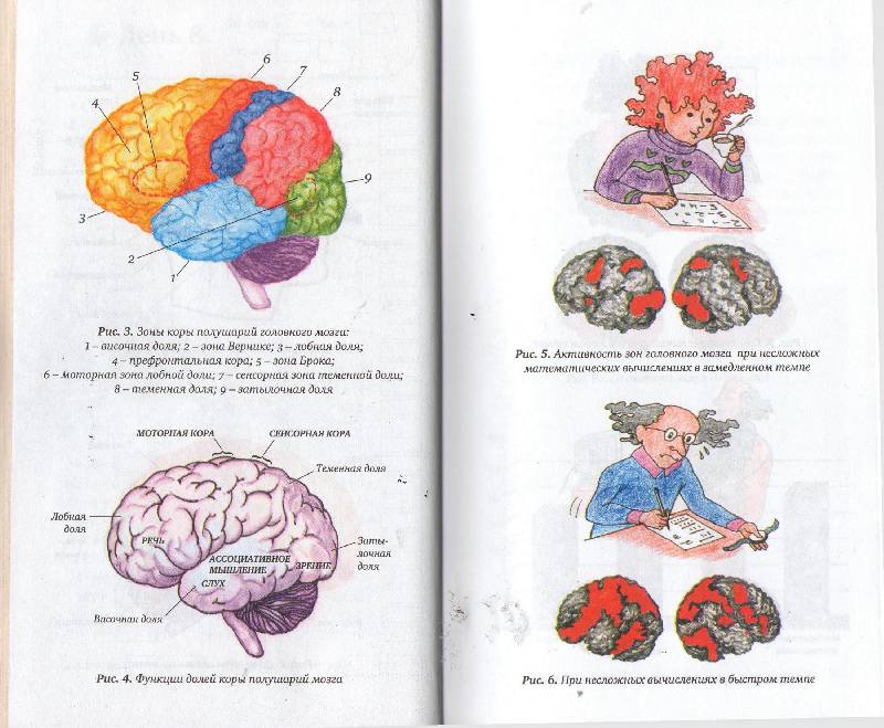 Иллюстрация 42 из 43 для Книга-тренажер для вашего мозга - Антон Могучий | Лабиринт - книги. Источник: zingara